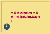 小黄精药材图片(小黄精：神奇草药的真面目)