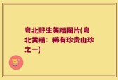 粤北野生黄精图片(粤北黄精：稀有珍贵山珍之一)