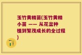 玉竹黄精苗(玉竹黄精小苗 —— 从花盆种植到繁茂成长的全过程)
