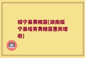绥宁县黄精苗(湖南绥宁县培育黄精苗惠民增收)