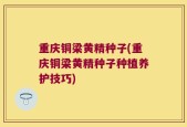 重庆铜梁黄精种子(重庆铜梁黄精种子种植养护技巧)