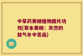 中草药黄精植物图片功效(草本黄精：天然的益气补中圣品)