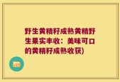 野生黄精籽成熟黄精野生果实丰收：美味可口的黄精籽成熟收获)