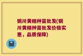 铜川黄精种苗批发(铜川黄精种苗批发价格实惠，品质保障)