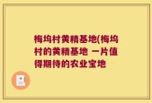 梅坞村黄精基地(梅坞村的黄精基地 一片值得期待的农业宝地