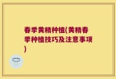 春季黄精种植(黄精春季种植技巧及注意事项)