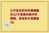 辽宁生长的中药黄精图片(辽宁发现珍稀中药黄精，具有巨大发展潜力)