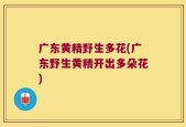 广东黄精野生多花(广东野生黄精开出多朵花)