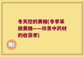 冬天挖的黄精(冬季采摘黄精——珍贵中药材的收获季)