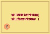 浦江哪里有野生黄精(浦江发现野生黄精！)