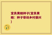 宜良黄精种子(宜良黄精：种子带动乡村振兴)