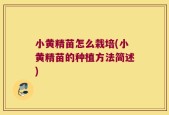 小黄精苗怎么栽培(小黄精苗的种植方法简述)