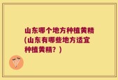 山东哪个地方种植黄精(山东有哪些地方适宜种植黄精？)