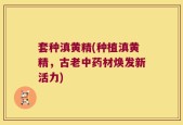 套种滇黄精(种植滇黄精，古老中药材焕发新活力)
