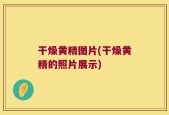 干燥黄精图片(干燥黄精的照片展示)