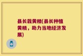 县长栽黄精(县长种植黄精，助力当地经济发展)