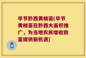 毕节黔西黄精苗(毕节黄精苗在黔西大面积推广，为当地农民增收致富提供新机遇)