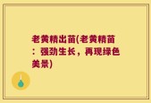 老黄精出苗(老黄精苗：强劲生长，再现绿色美景)