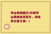 苛山黄精图片(珍稀苛山黄精独家照片，惊叹其壮丽之美！)