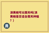 滇黄精可以露天吗(滇黄精是否适合露天种植？)
