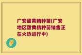 广安甜黄精种苗(广安地区甜黄精种苗销售正在火热进行中)