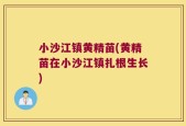小沙江镇黄精苗(黄精苗在小沙江镇扎根生长)