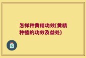 怎样种黄精功效(黄精种植的功效及益处)