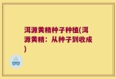 洱源黄精种子种植(洱源黄精：从种子到收成)