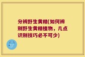 分辨野生黄精(如何辨别野生黄精植物，几点识别技巧必不可少)