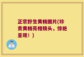 正宗野生黄精图片(珍贵黄精亮相镜头，惊艳呈现！)