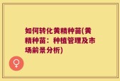 如何转化黄精种苗(黄精种苗：种植管理及市场前景分析)