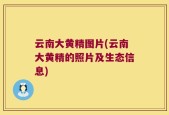 云南大黄精图片(云南大黄精的照片及生态信息)