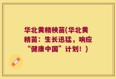 华北黄精秧苗(华北黄精苗：生长迅猛，响应“健康中国”计划！)