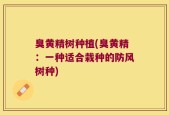 臭黄精树种植(臭黄精：一种适合栽种的防风树种)