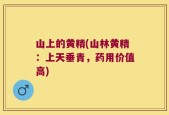 山上的黄精(山林黄精：上天垂青，药用价值高)