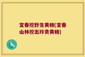 宜春挖野生黄精(宜春山林挖出珍贵黄精)