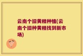 云南个旧黄精种植(云南个旧种黄精找到新市场)