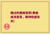 晒过的黄精发芽(黄精成功发芽，期待旺盛生长)