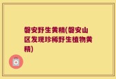 磐安野生黄精(磐安山区发现珍稀野生植物黄精)