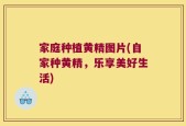 家庭种植黄精图片(自家种黄精，乐享美好生活)