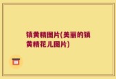 镇黄精图片(美丽的镇黄精花儿图片)