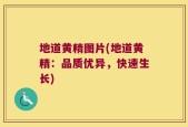 地道黄精图片(地道黄精：品质优异，快速生长)