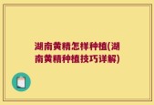 湖南黄精怎样种植(湖南黄精种植技巧详解)