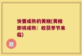 快要成熟的黄精(黄精即将成熟：收获季节来临)