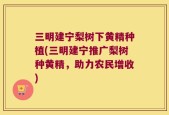三明建宁梨树下黄精种植(三明建宁推广梨树种黄精，助力农民增收)