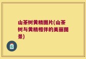 山茶树黄精图片(山茶树与黄精相伴的美丽图景)