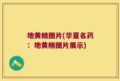 地黄精图片(华夏名药：地黄精图片展示)