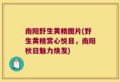 南阳野生黄精图片(野生黄精赏心悦目，南阳秋日魅力焕发)