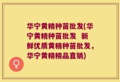华宁黄精种苗批发(华宁黄精种苗批发  新鲜优质黄精种苗批发，华宁黄精精品直销)