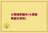 小黄精草图片(小黄精草图片赏析)